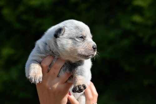 HAZEL - female - 3 weeks old